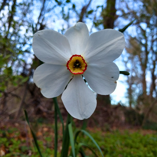 david-flower_1